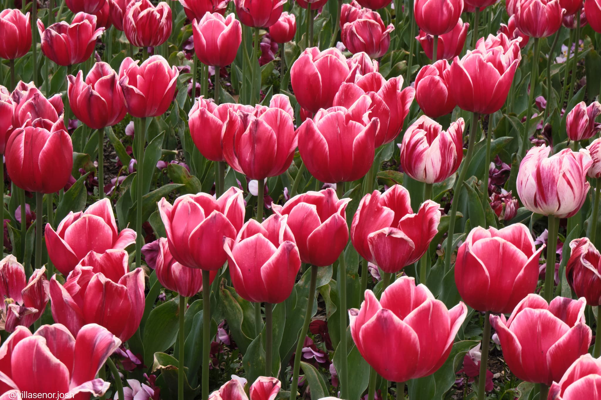 Floriade tulip fields