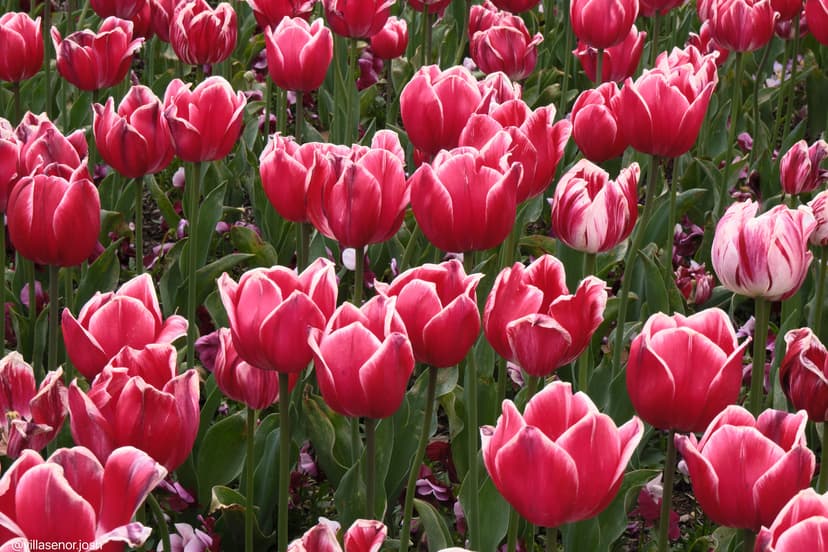 Tulip Fields, Floriade