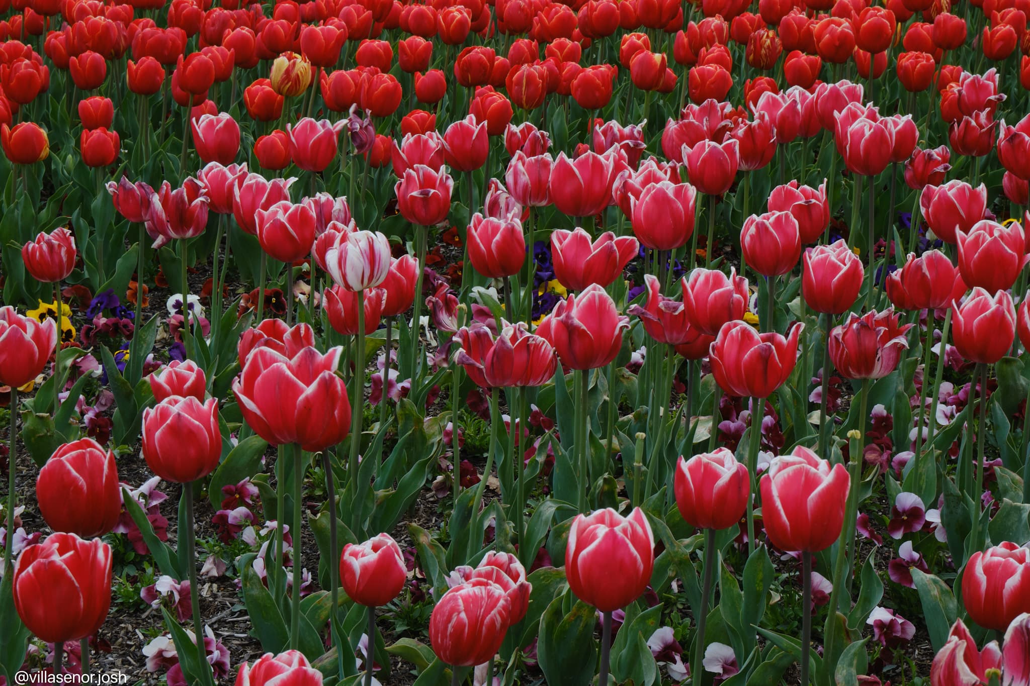 Floriade red tulips