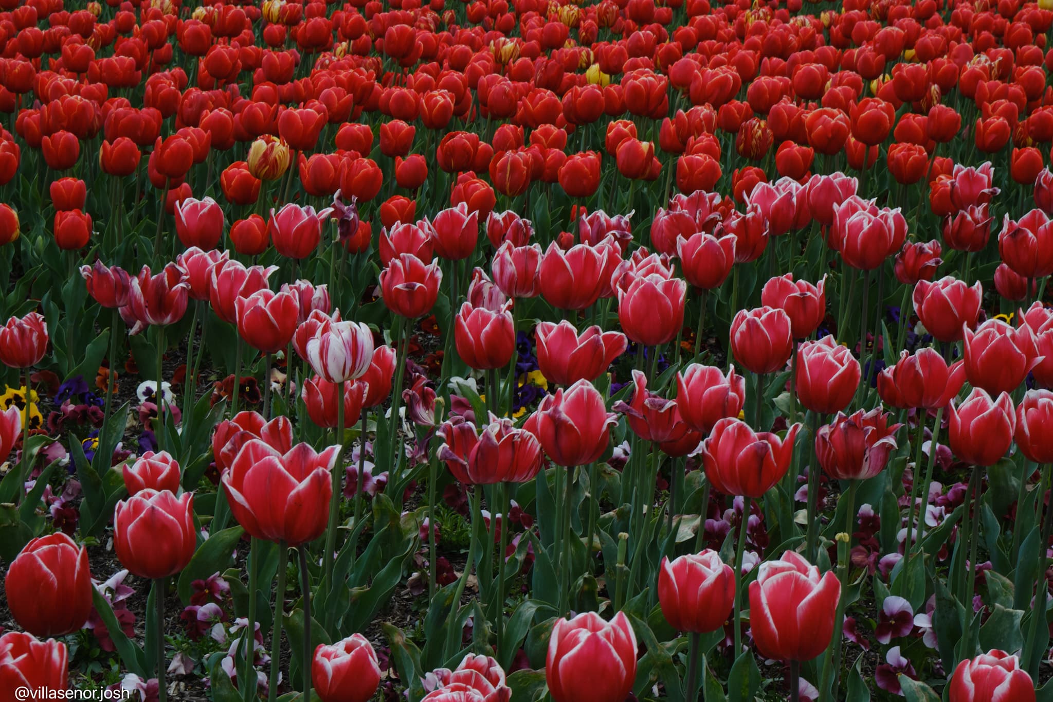 Floriade meadow