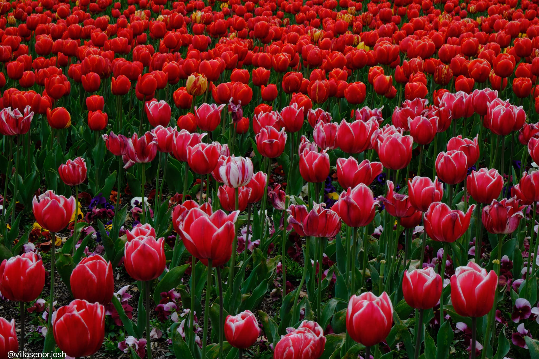 Floriade tulip bands