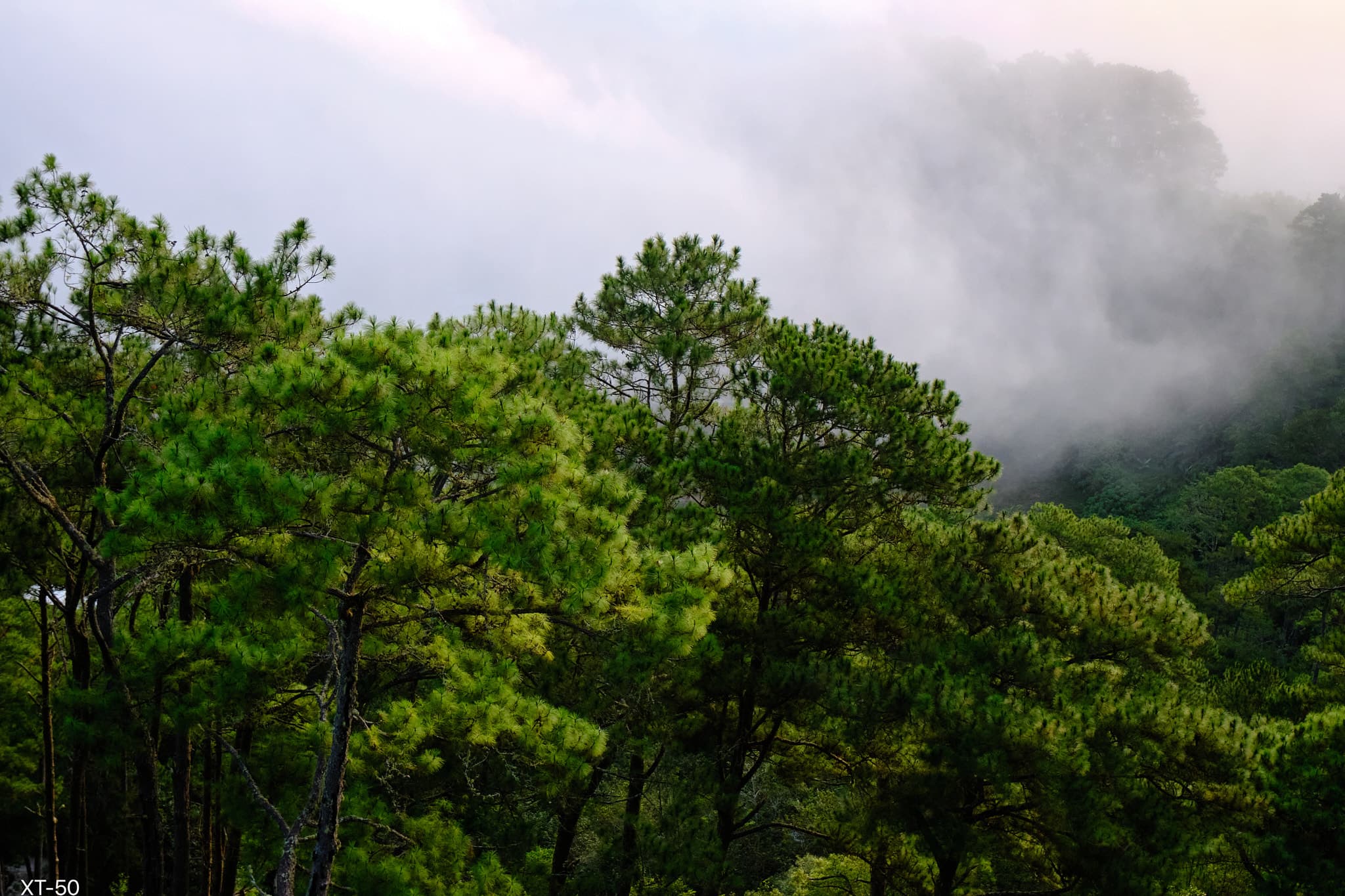 Sagada hillside