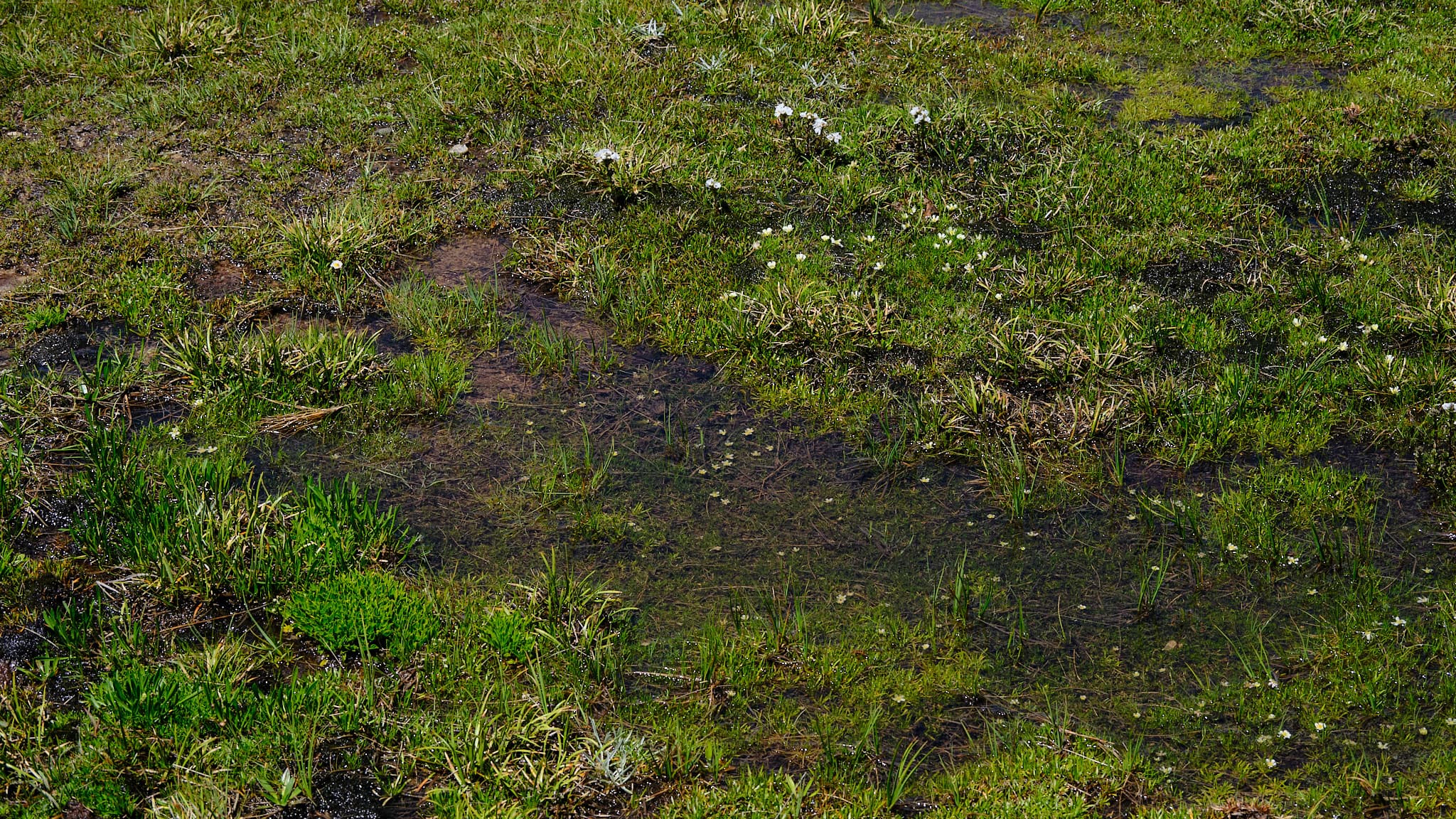 Kosci alpine meadow