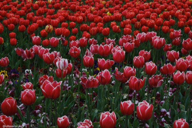Floriade meadow