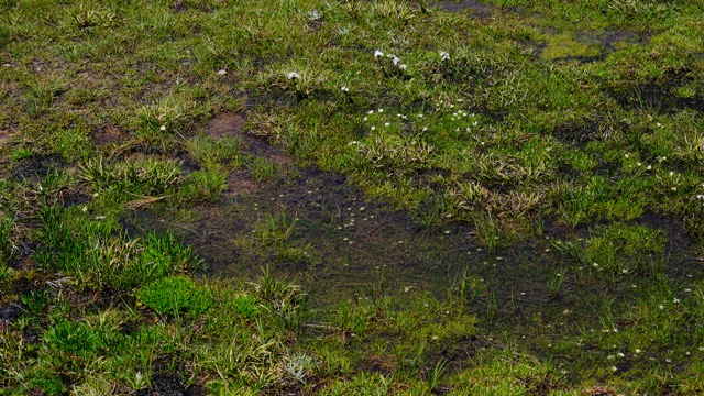 Kosci alpine meadow